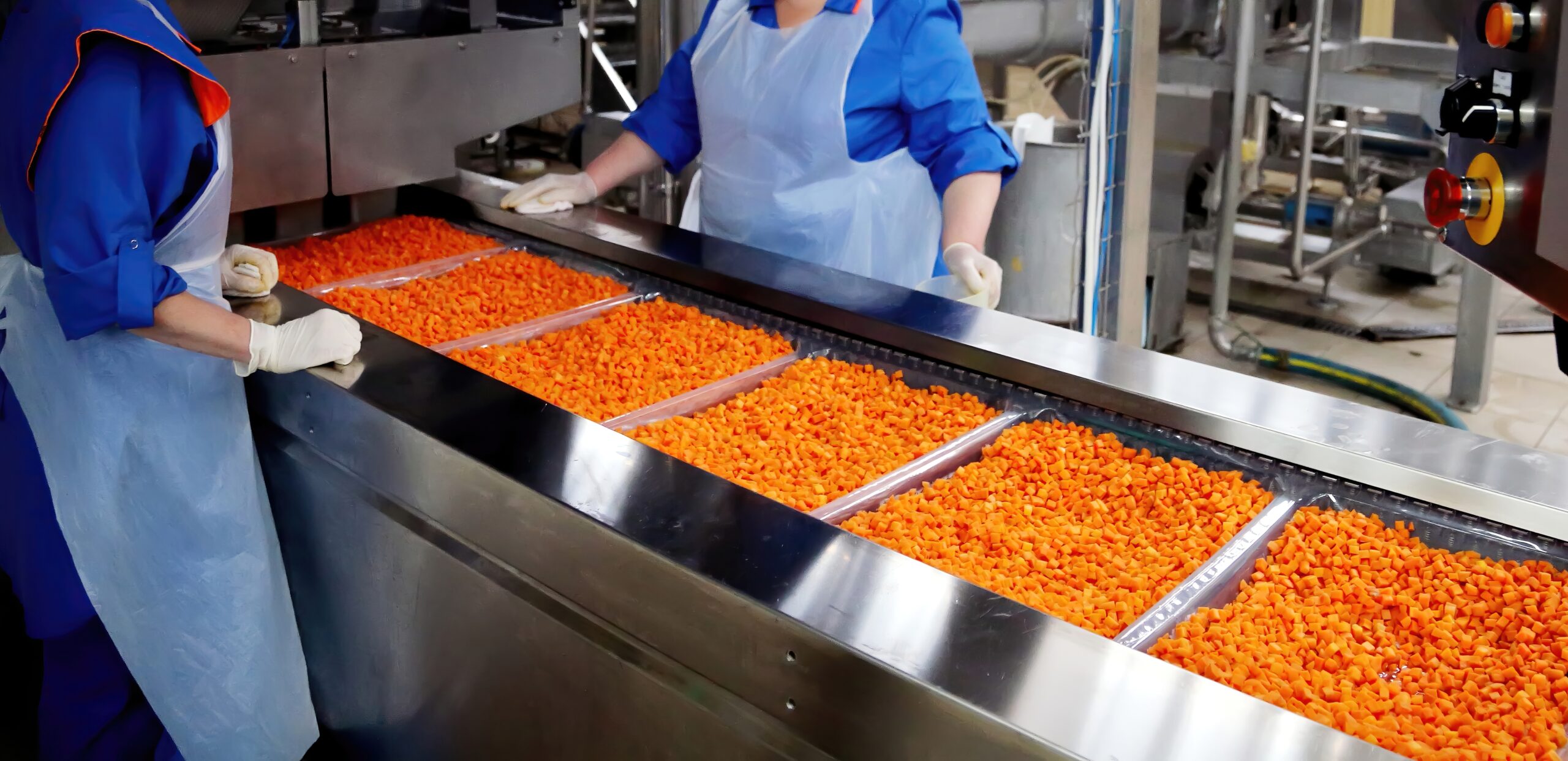 Conveyor of food material in an industrial manufacturing facility.