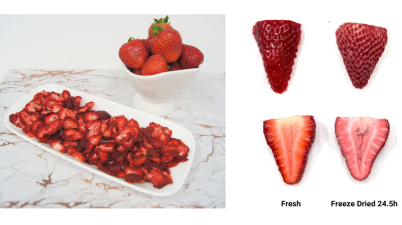 Visual comparison of vacuum microwave dried, freeze dried, and fresh strawberries. Vacuum microwave dried retain the fresh vibrant red color and quality.